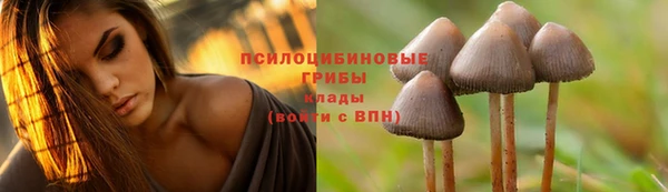 крисы Вязьма